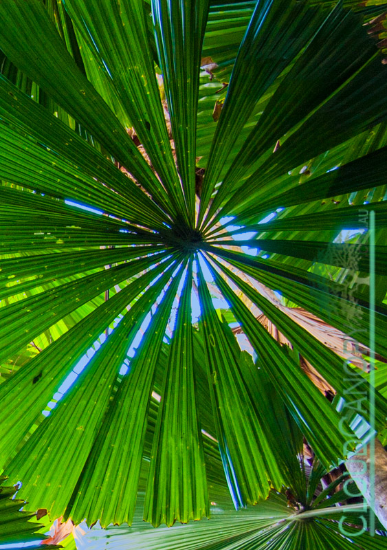 Licuala Fan Palm