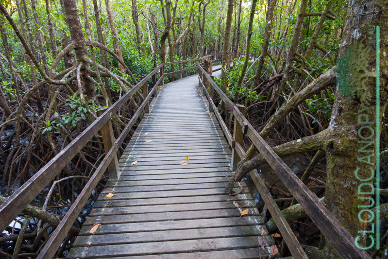 Mangrove walk, Cape Tribulation