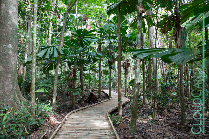Licuala forest, Cape Tribulation