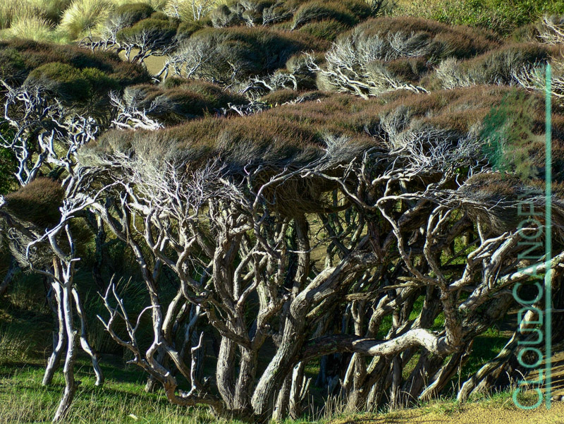 Wind Blown Trees, Sandymount