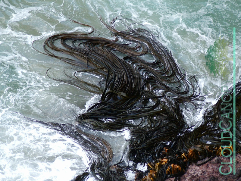 Kelp Banks, Taiaroa Head