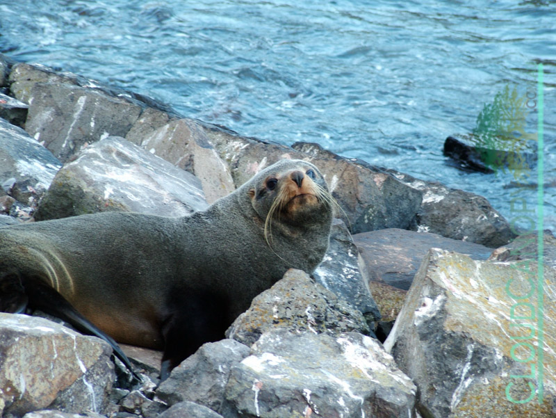 Fur Seal, Taiaroa Head
