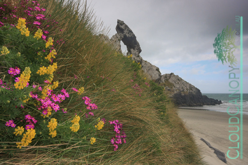 Spit Beach, Aramoana