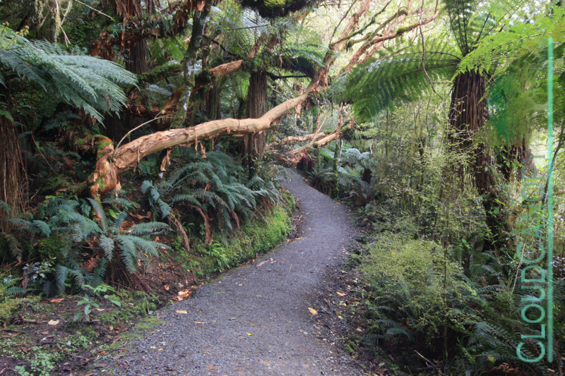 McLean Falls Track