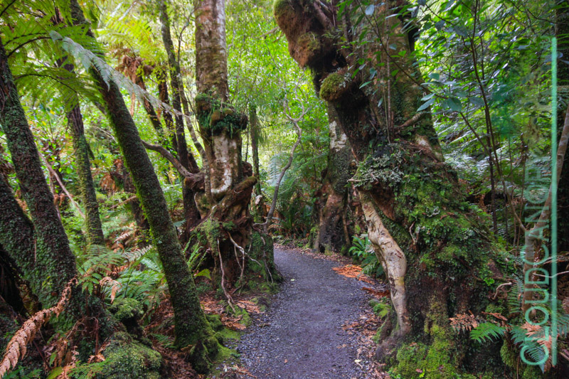 McLean Falls Track