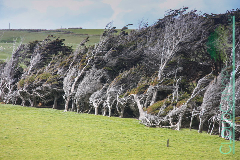 Wind Blown Trees, Slope Point