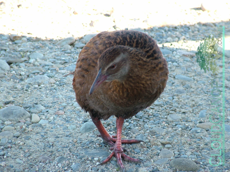 Weka at Cape Foulwind