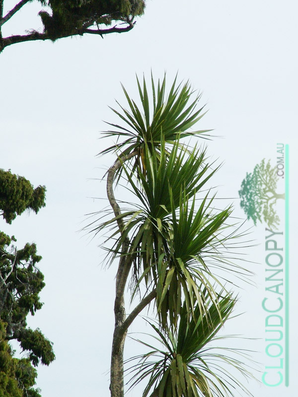 Coastal Vegetation, Westland District