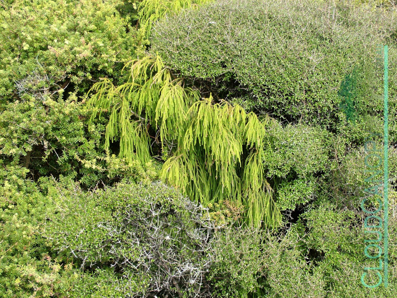 Coastal Vegetation, Westland District