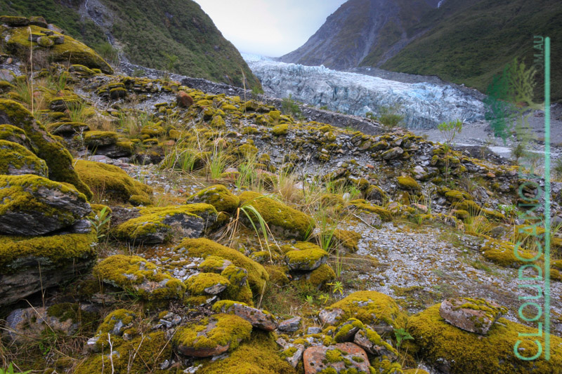 Fox Glacier