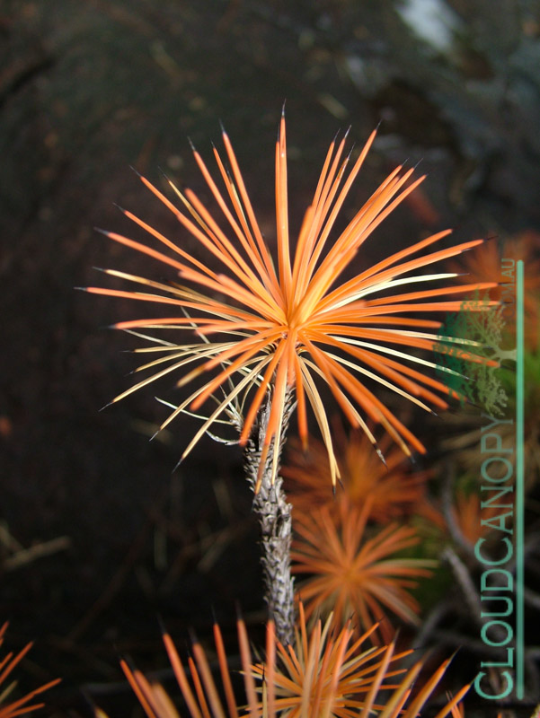Resurrection Plant