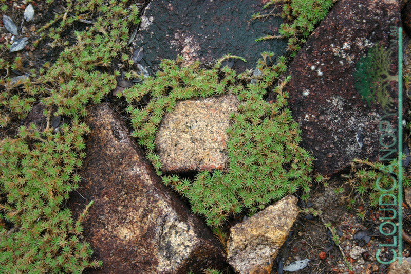 Mossy Rocks