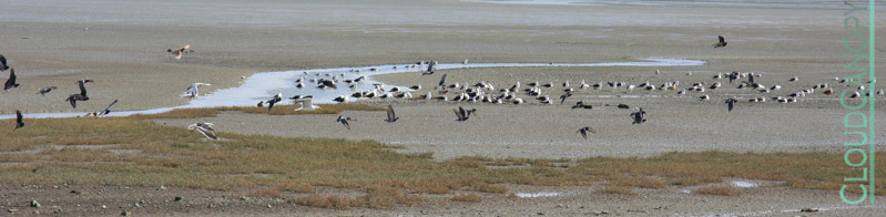 Waterbirds