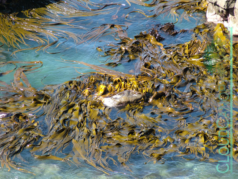 Kelp Beds