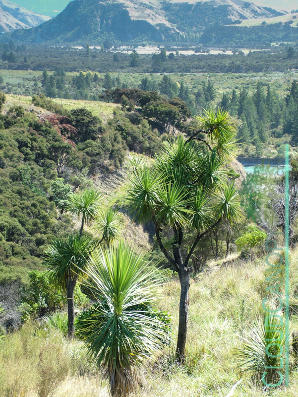 Clarence Valley