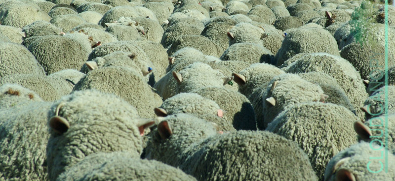 Sheep