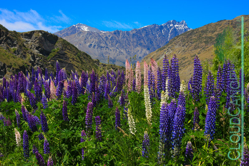Lupins and The Remarkables