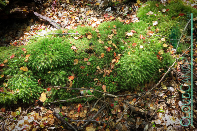 Rainforest moss, Glenorchy