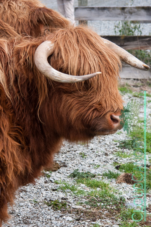 Highland Cattle, Walter Peak Station
