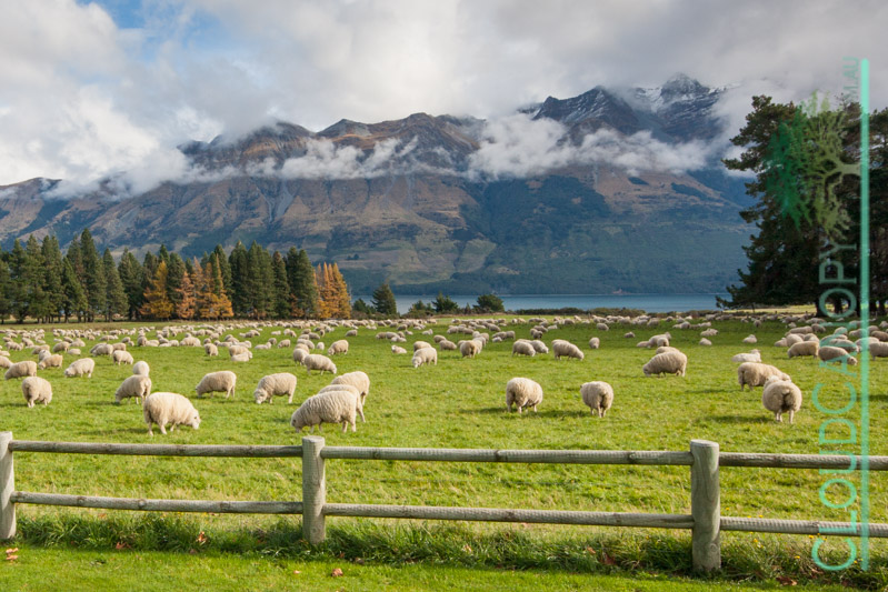 Glenorchy Sheep Farm