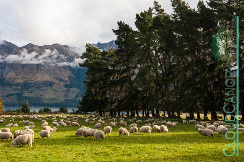 Glenorchy Sheep Farm