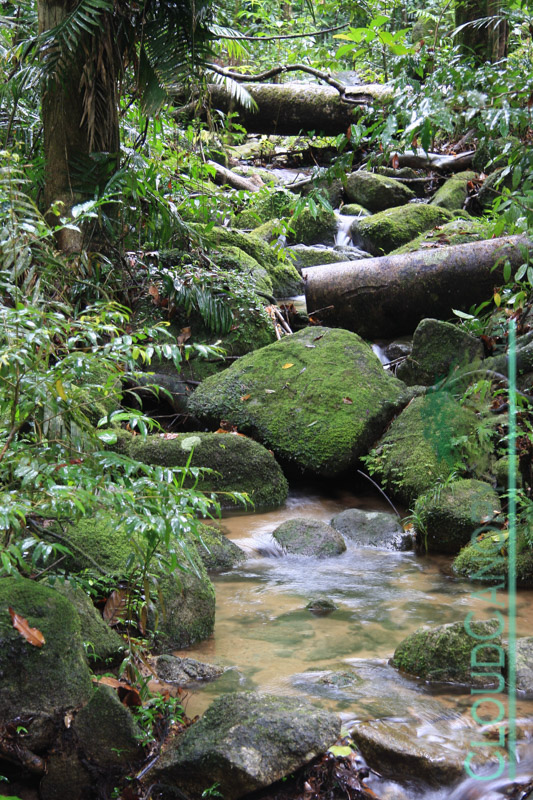 Creek, Josephine Falls