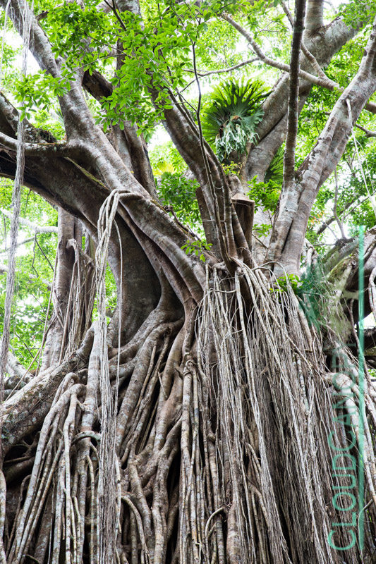 The Curtain Fig, Yungaburra