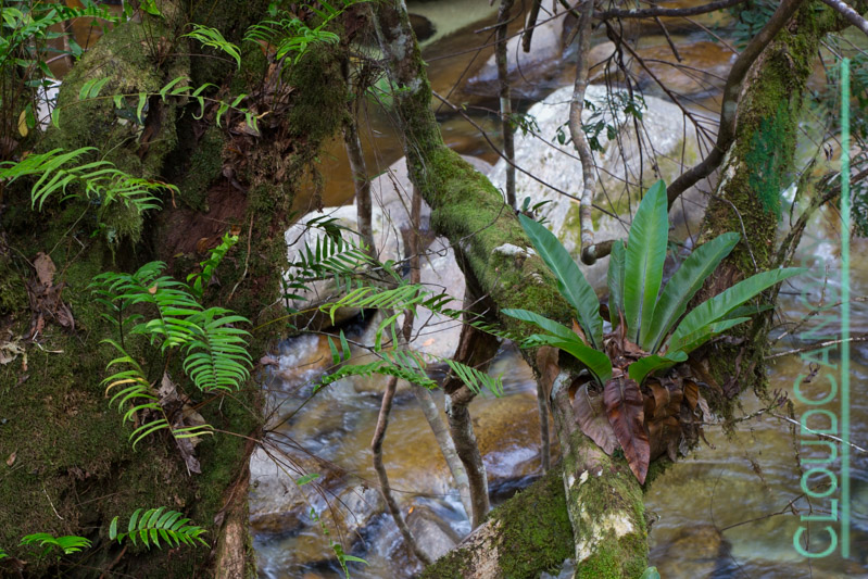 Wooroonooran National Park