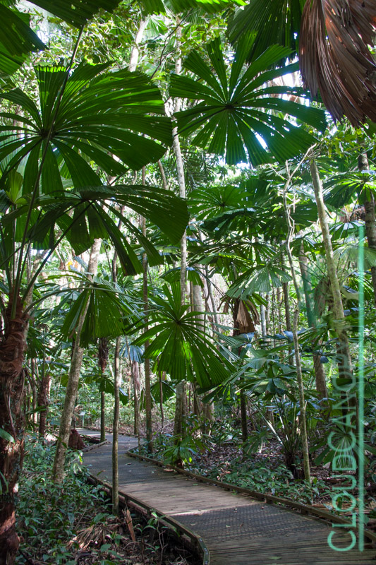 Licuala forest, Cape Tribulation