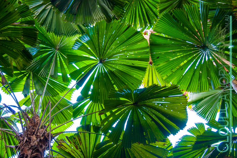 Licuala forest, Cape Tribulation