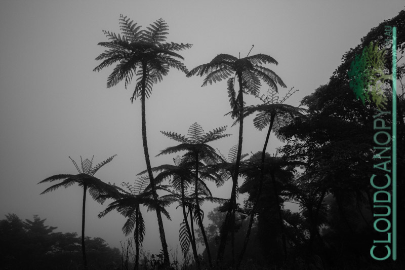 Tree Ferns in the mist, Millaa Millaa