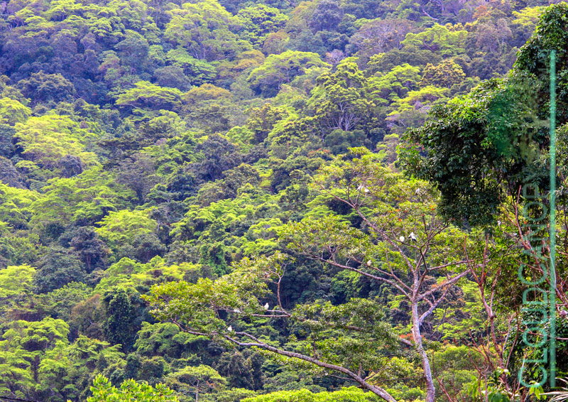 Rainforest, Bayview Heights