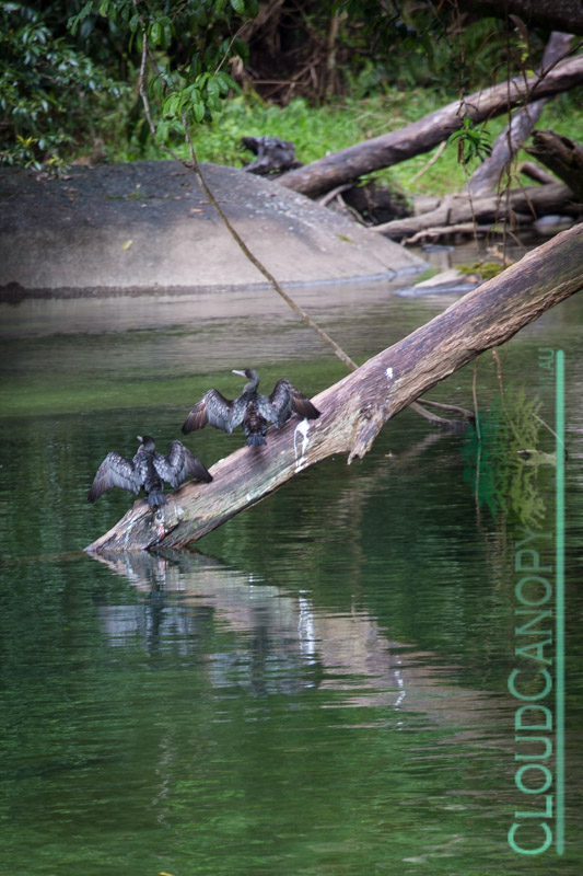 The Boulders, Babinda