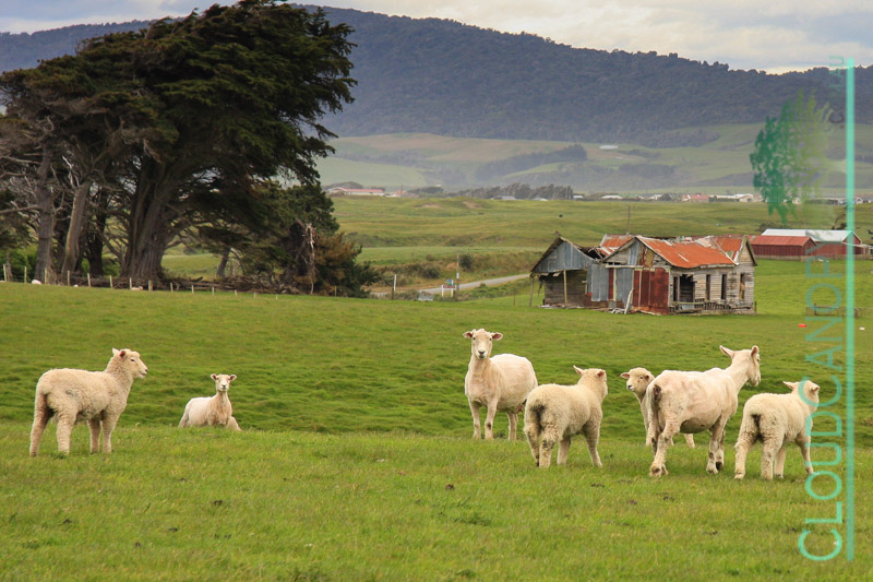 Sheep Farm, Pahia
