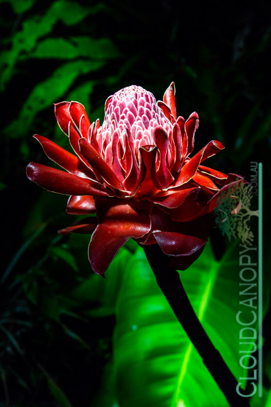 Torch Ginger at Night