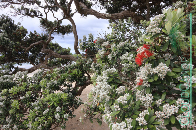 Pohutukawa on the Beach, Waiheke Island