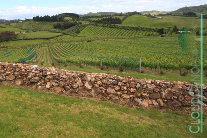 Vinyards, Waiheke Island